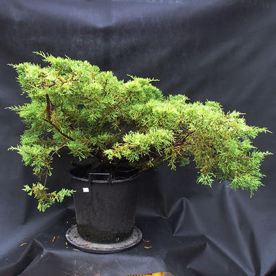 Jalovec - Juniperus sabina NO-25 - 7