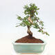 Pokojová bonsai - Carmona macrophylla - Čaj fuki - 7/7