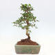 Pokojová bonsai - Carmona macrophylla - Čaj fuki - 7/7