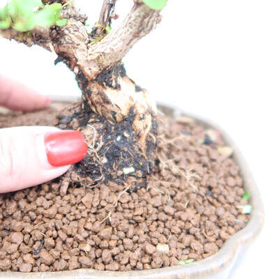 Venkovní bonsai - Berberis thunbergii Kobold - Dřištál Thunbergův - 7