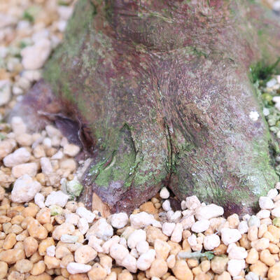 Venkovní bonsai - Japonská azalka SATSUKI- Azalea KINSHO - 7