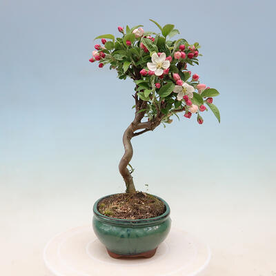 Venkovní bonsai -Malus halliana - Maloplodá jabloň - 7