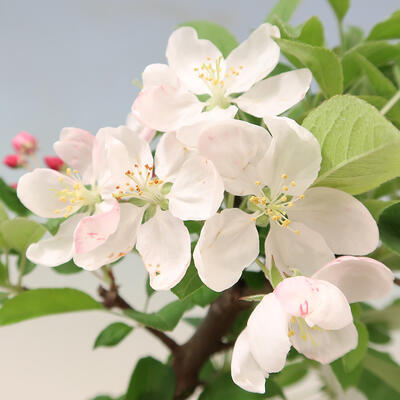 Venkovní bonsai -Malus halliana - Maloplodá jabloň - 7