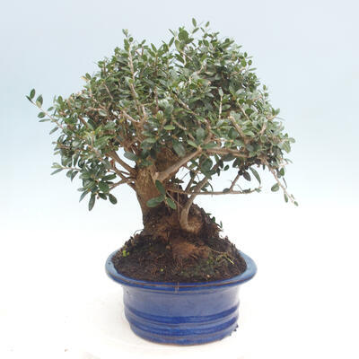 Pokojová bonsai - Olea europaea sylvestris -Oliva evropská drobnolistá - 7