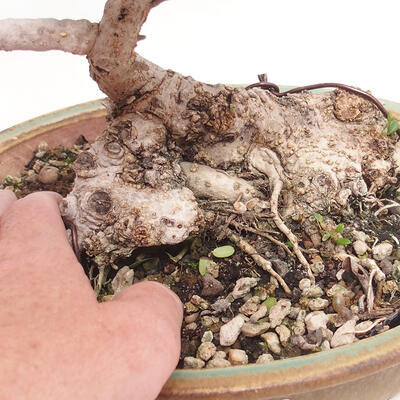 Pokojová bonsai - Olea europaea sylvestris -Oliva evropská drobnolistá - 7