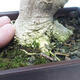 Pokojová bonsai - Olea europaea sylvestris -Oliva evropská drobnolistá - 7/7