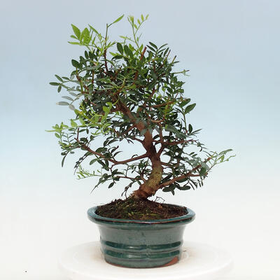 Pokojová bonsai -  Pistácie - 7