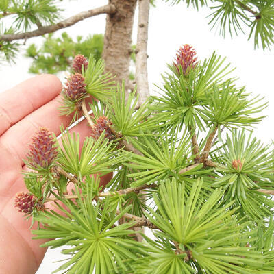 Venkovní bonsai -Larix decidua - Modřín opadavý - 7