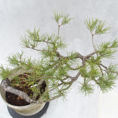 Venkovní bonsai -Borovice lesní - Pinus sylvestris - 7
