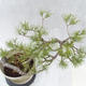 Venkovní bonsai -Borovice lesní - Pinus sylvestris - 7/7