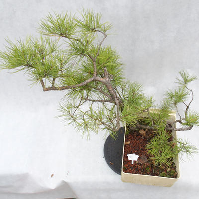 Venkovní bonsai -Borovice lesní - Pinus sylvestris - 7