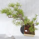 Venkovní bonsai -Borovice lesní - Pinus sylvestris - 7/7