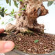 Pokojová bonsai - Olea europaea sylvestris -Oliva evropská drobnolistá - 7/7