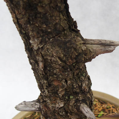 Venkovní bonsai -Modřín opadavý- Larix decidua - 7