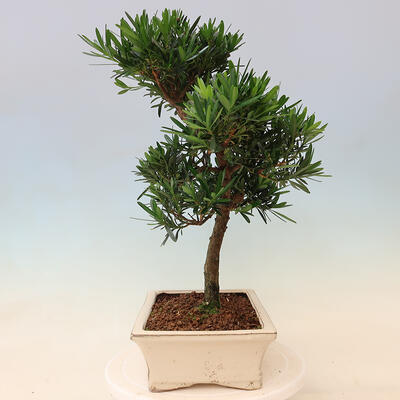Pokojová bonsai - Podocarpus - Kamenný tis - 7