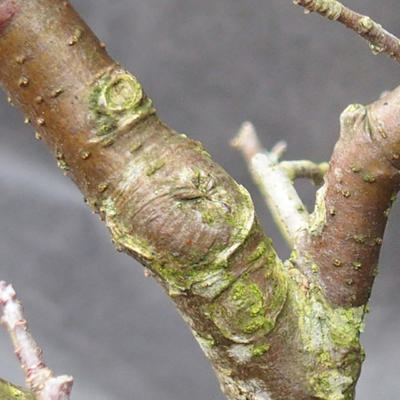 Maloplodé Jabloně lesní - Malus sylvestris na lesíky 9 ks - 7