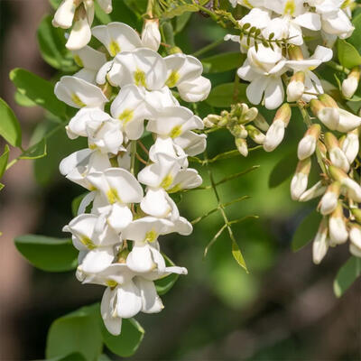 Venkovní bonsai - Trnovník  Akát - Robinia pseudoacacia - 7