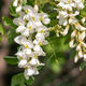 Venkovní bonsai - Trnovník  Akát - Robinia pseudoacacia - 6/6