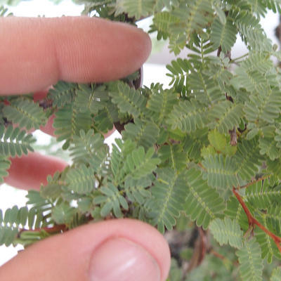 Pokojová bonsai - Vachellia leucophloea - Akacia - 7
