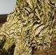 Pokojová bonsai - Buxus harlandii - korkový buxus - 3/3