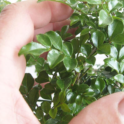 Pokojová bonsai - Fraxinus uhdeii - pokojový Jasan - 7