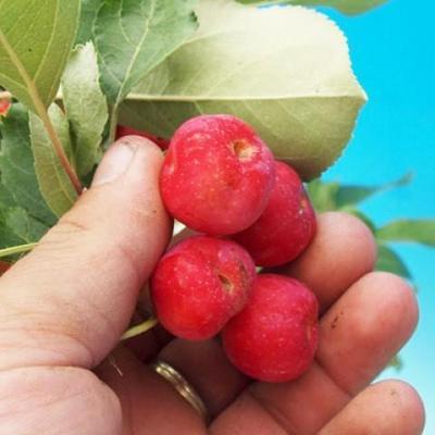Venkovní bonsai -Maloplodá jabloň - Malus halliana - 7