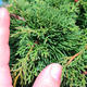 Yamadori Juniperus chinensis - jalovec - 6/6