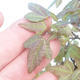 Shohin - Javor-Acer burgerianum na skále - 6/6
