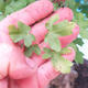 Venkovní bonsai -Javor babyka - Acer campestre - 6/6