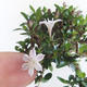 Pokojová bonsai - Serissa japonica - malolistá - 2/2