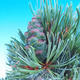 Venkovní bonsai -Borovice  drobnokvětá - Pinus parviflora glauca - 3/3
