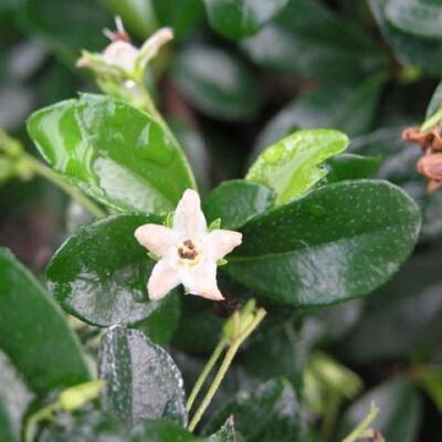 Pokojová bonsai s podmiskou - Carmona macrophylla - Čaj fuki - 7