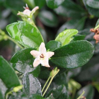 Pokojová bonsai - Carmona macrophylla - Čaj fuki - 7