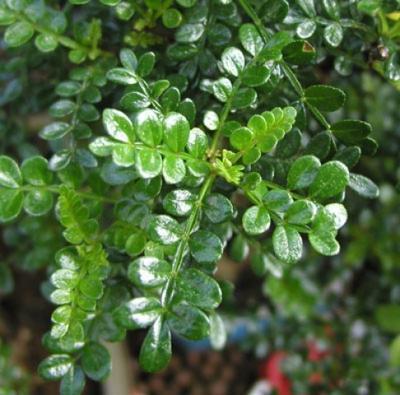 Pokojová bonsai - Zantoxylum piperitum - pepřovník - 7