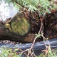 Jalovec - Juniperus sabina NO-19 - 7/7