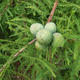 Tisovec - Taxodium, metasequoia