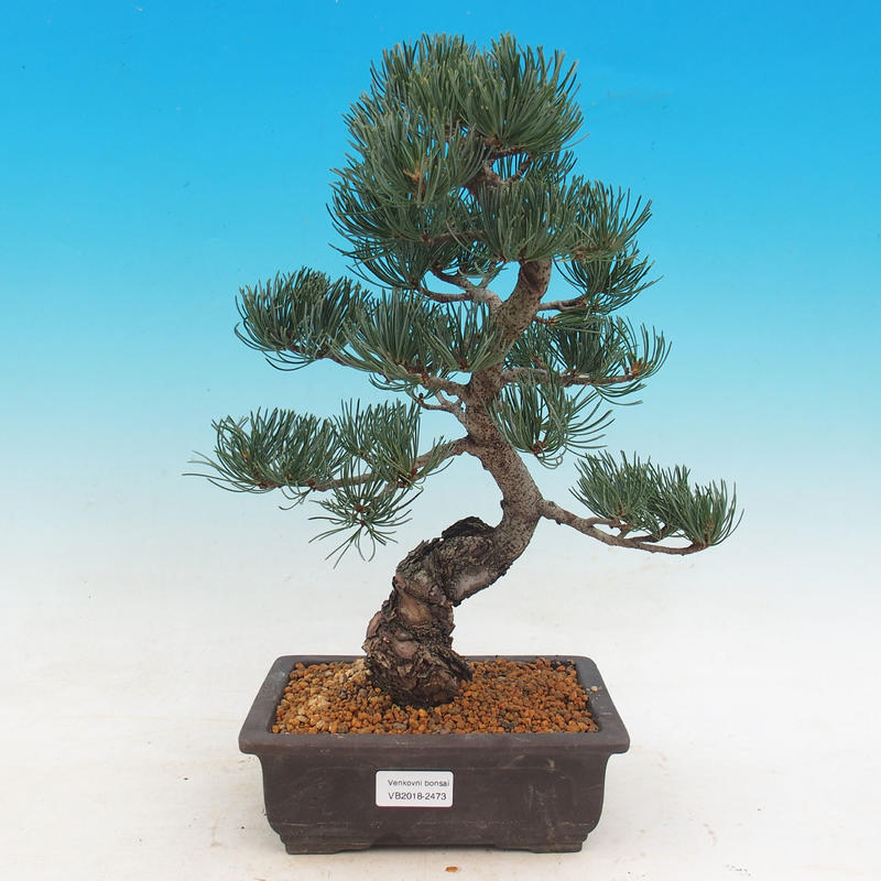 Venkovn  bonsai Pinus  parviflora Glauca Borovice e 