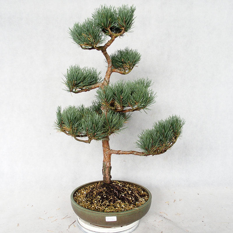 Venkovn  bonsai Pinus  sylvestris Watereri Borovice 