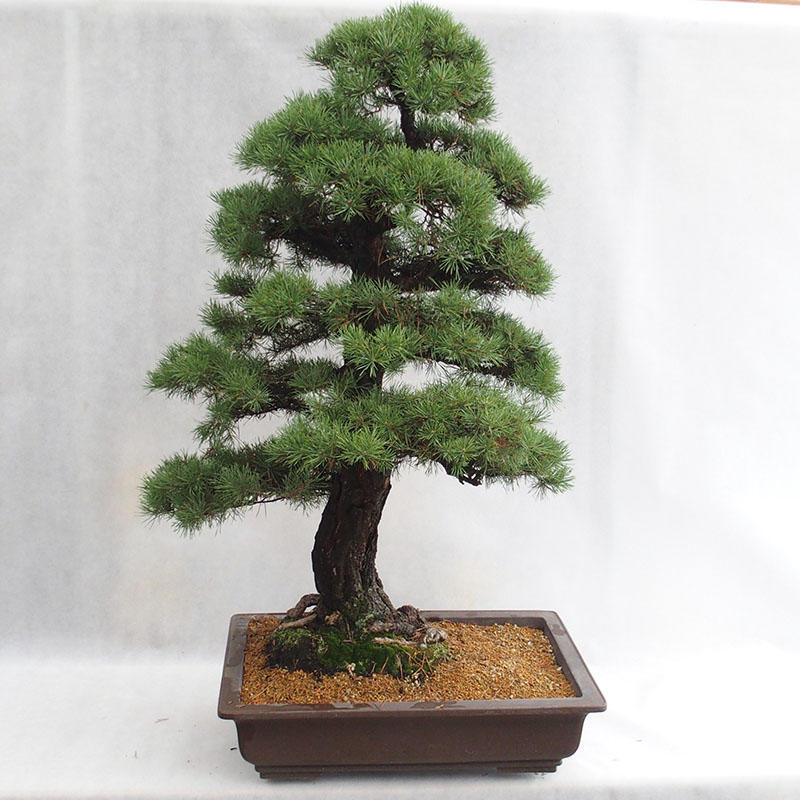 Venkovn  bonsai Pinus  sylvestris Borovice lesn  VB2022 